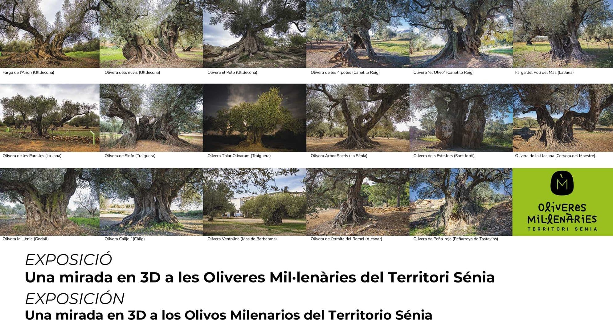 EXPOSICIÓN: UNA MIRADA 3D DE LOS OLIVOS MILENARIOS DEL TERRITORIO SÉNIA