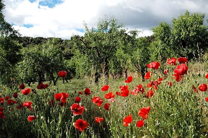 Camino Ráfales-Fórnoles