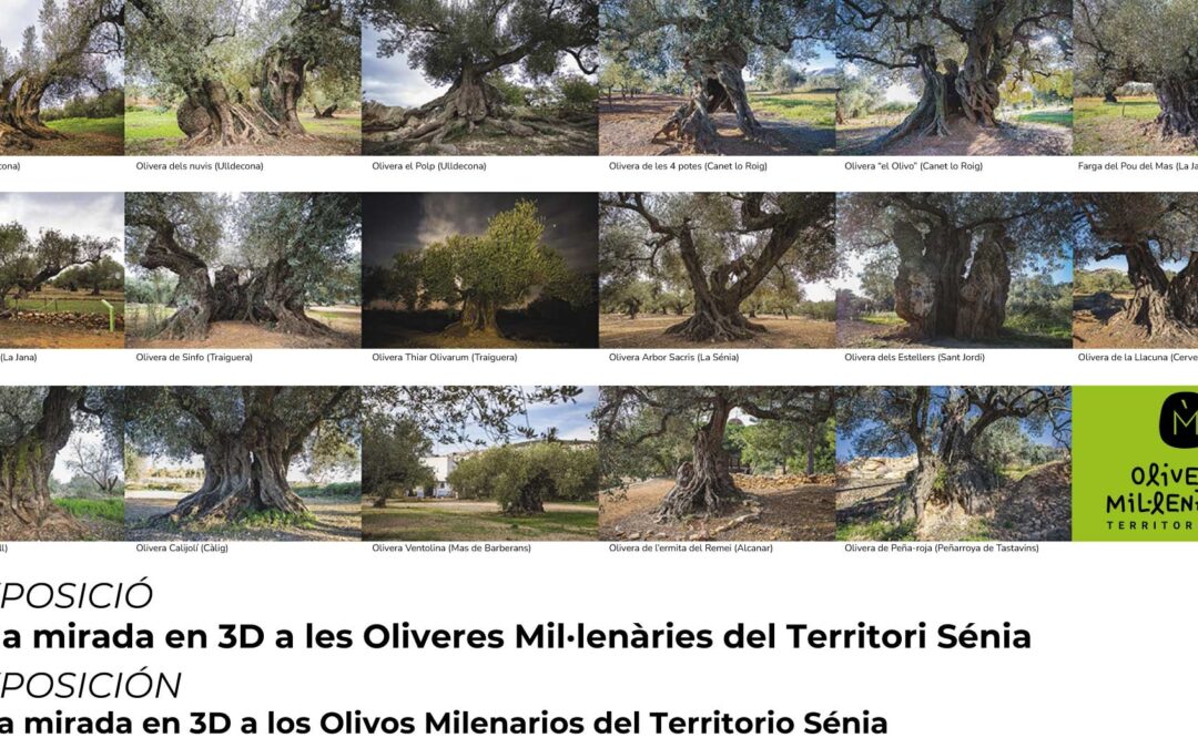 EXPOSICIÓN: UNA MIRADA 3D DE LOS OLIVOS MILENARIOS DEL TERRITORIO SÉNIA