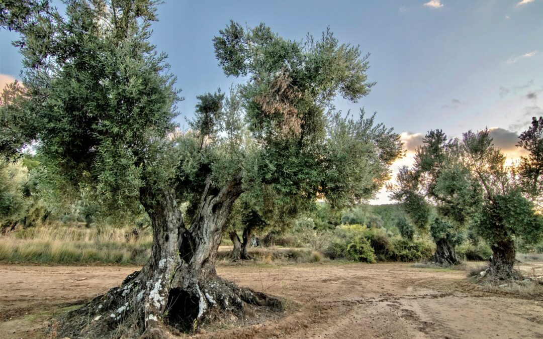 Una ruta homenaje a los olivos y nuestros antepasados